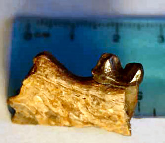 image for identification of Bobcat Jaw Fragment