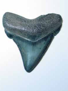 image for identification of juvenile Charcharocles megalodon shark tooth