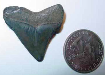 second image for identification of juvenile Charcharocles megalodon shark tooth